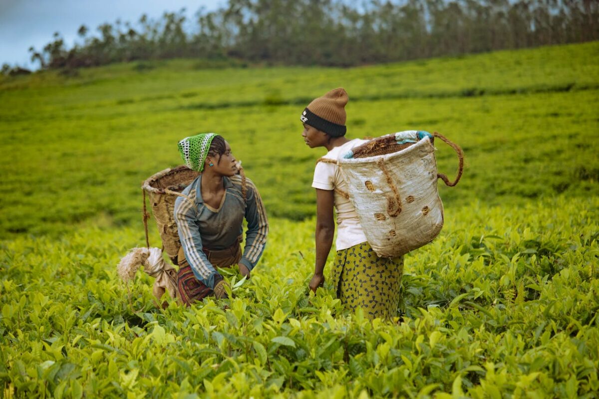 Two African farmers harvesting tea leaves in a lush green field, showcasing traditional farming practices.